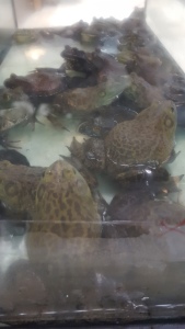Live Frogs